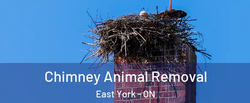 Chimney Animal Removal East York - ON