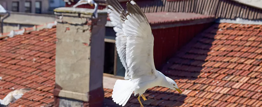 Residential Chimney Animal Removal Solution in East York, ON