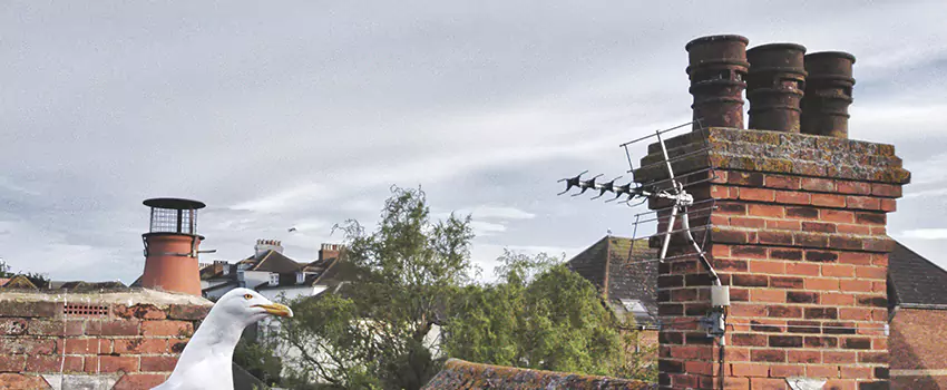 Chimney Cleaning And Restoration in East York, Ontario